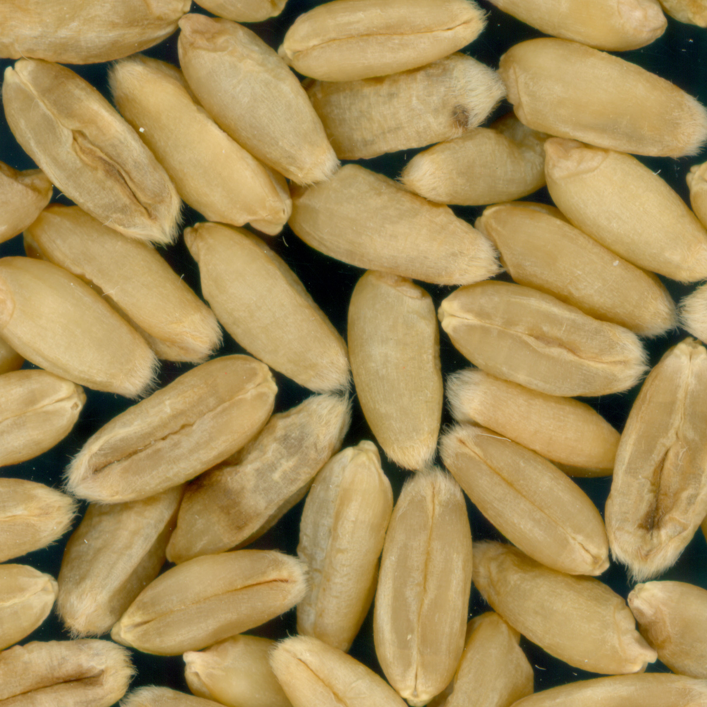 Click for 2 image(s) for this accession. KERNELS